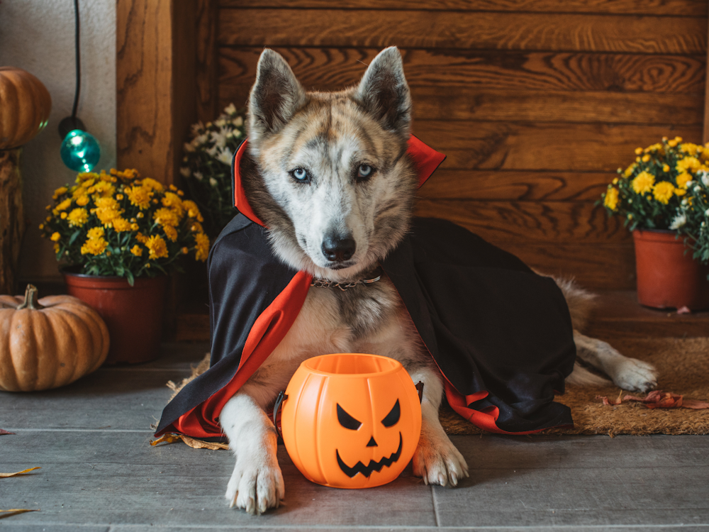 Halloween Fundraising Ideas for Animal Charities